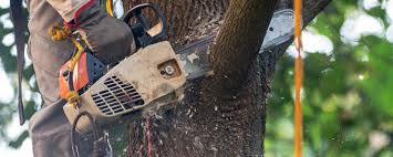 Best Fruit Tree Pruning  in Highland Rk, PA