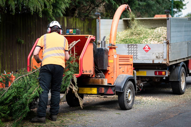 How Our Tree Care Process Works  in  Highland Park, PA