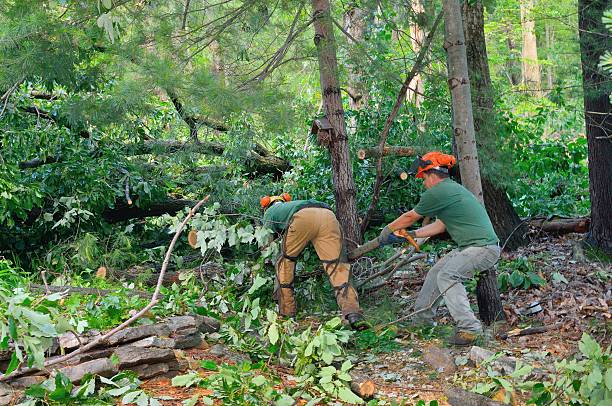 Best Seasonal Cleanup (Spring/Fall)  in Highland Rk, PA