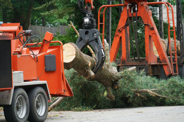 Best Tree Disease Treatment  in Highland Rk, PA