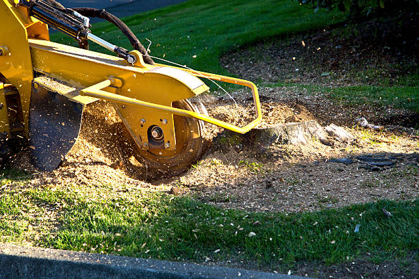 Best Storm Damage Tree Cleanup  in Highland Rk, PA