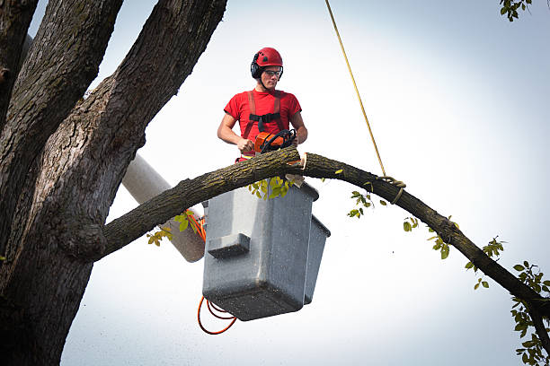 Best Tree Cabling and Bracing  in Highland Rk, PA